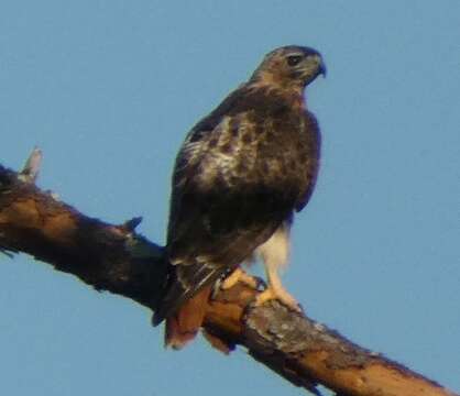 Imagem de Buteo jamaicensis umbrinus Bangs 1901