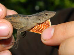 Plancia ëd Anolis tropidonotus Peters 1863