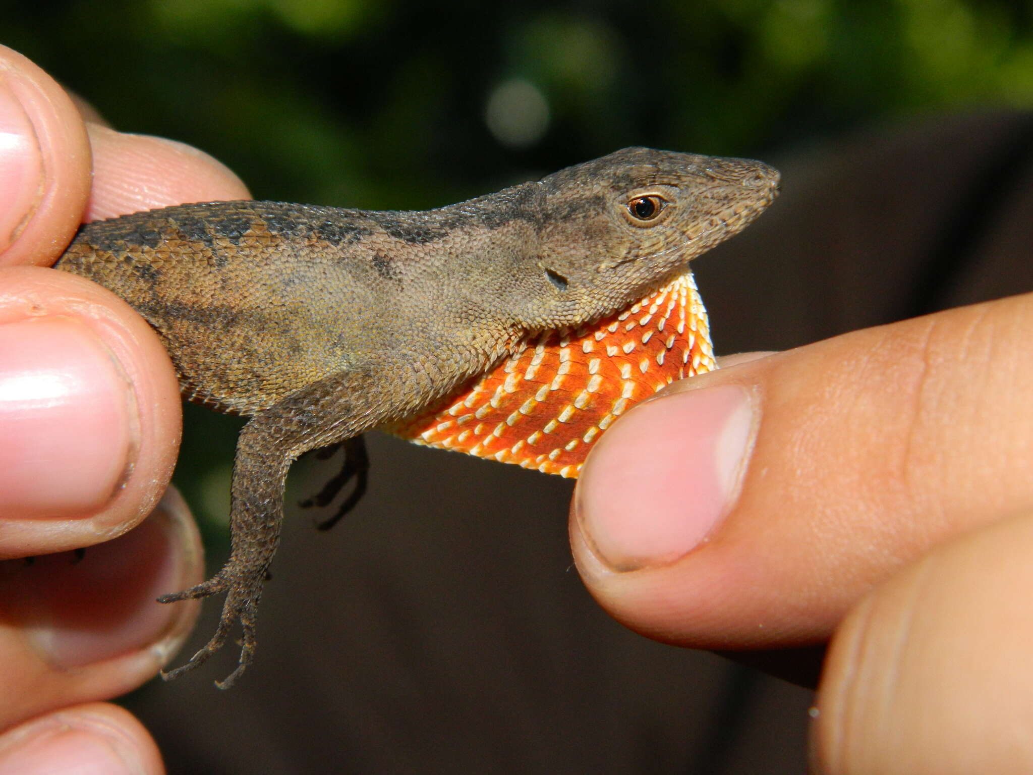 Plancia ëd Anolis tropidonotus Peters 1863