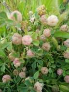 Trifolium bullatum Boiss. & Hausskn. resmi