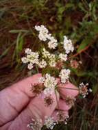 Oenanthe lachenalii C. C. Gmelin的圖片