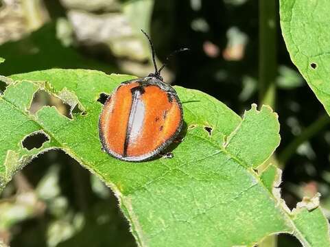 Discomorpha (Discomorpha) languinosa (Boheman 1850)的圖片