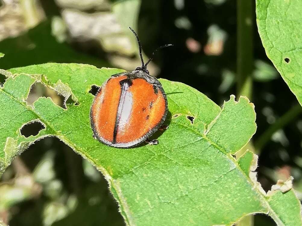 Discomorpha (Discomorpha) languinosa (Boheman 1850)的圖片