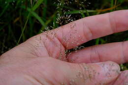 Image of silver hairgrass