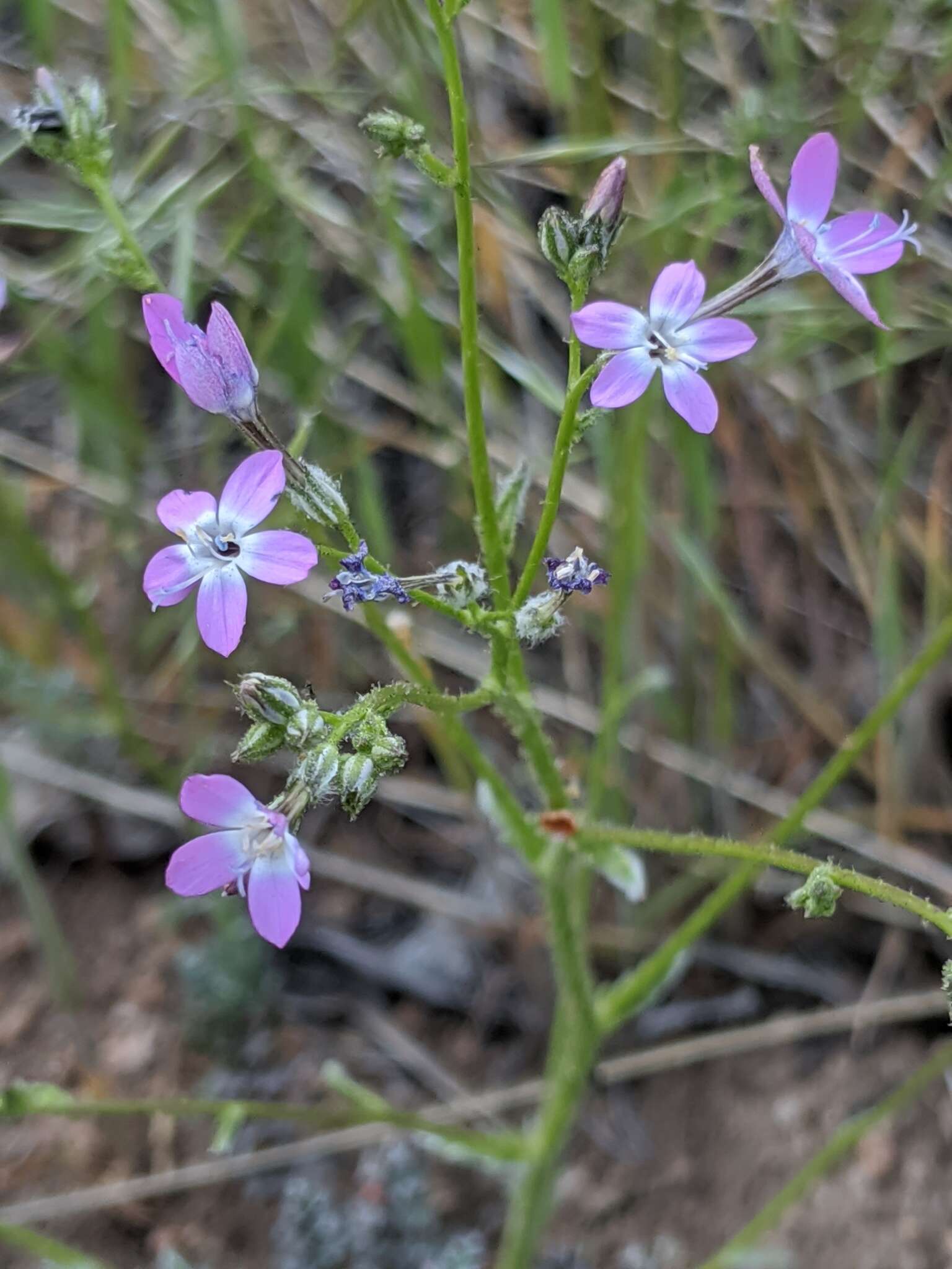 Image of fineflower gilia