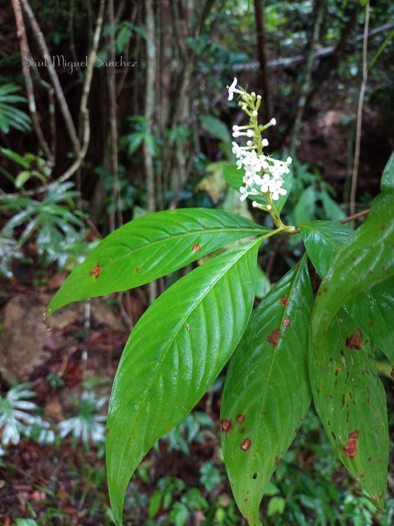 Imagem de Gonzalagunia tacanensis Lundell