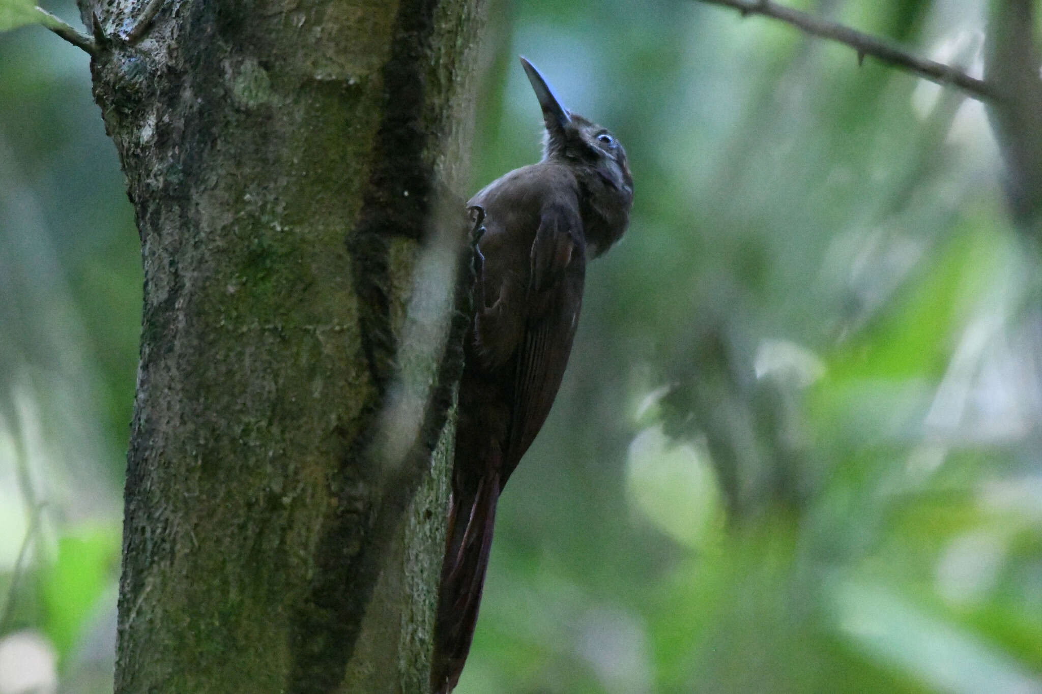 Image of Plain-brown Woodcreeper