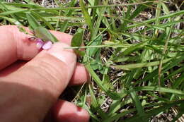 Image of showy milkwort