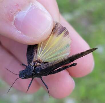 Image of Wrangler Grasshopper