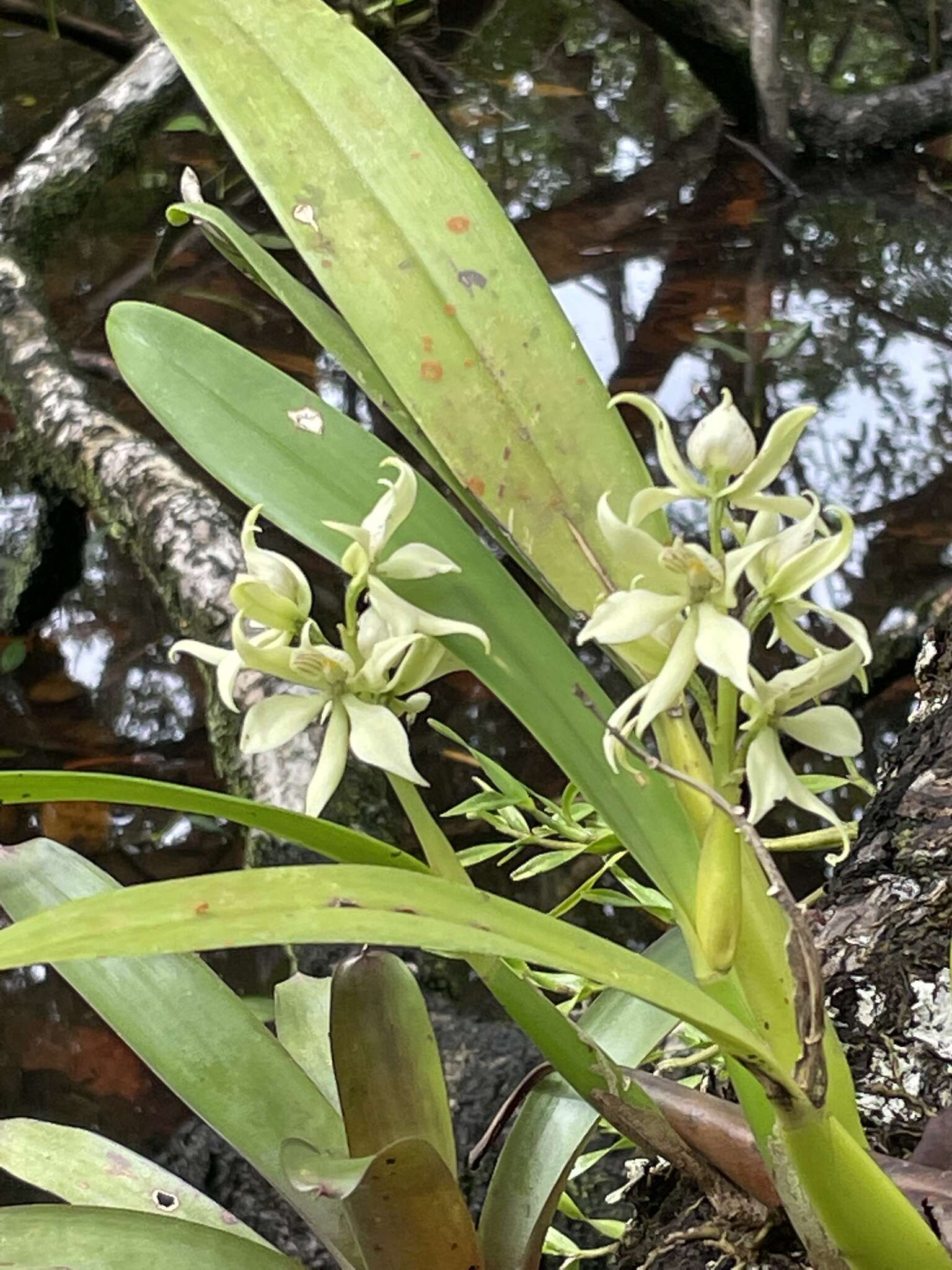 Image of Prosthechea fragrans (Sw.) W. E. Higgins