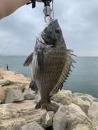 Image of Blackhead Seabream