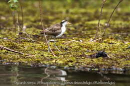 Image of Jacana jacana jacana (Linnaeus 1766)