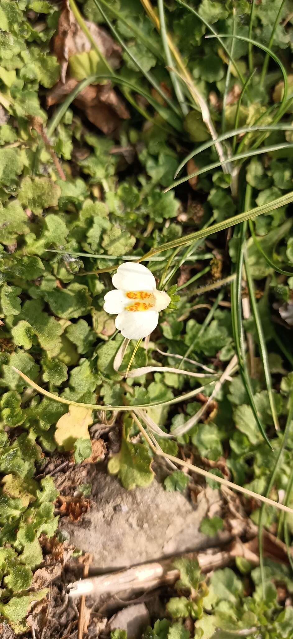 Image of Mazus alpinus Masam.