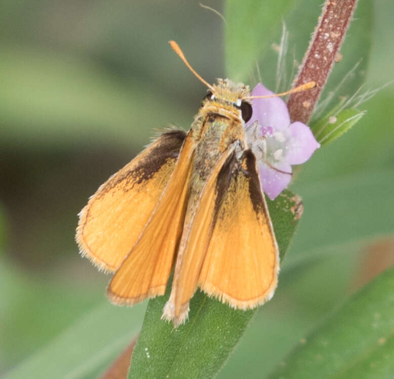 Image de Copaeodes minima Edwards 1870