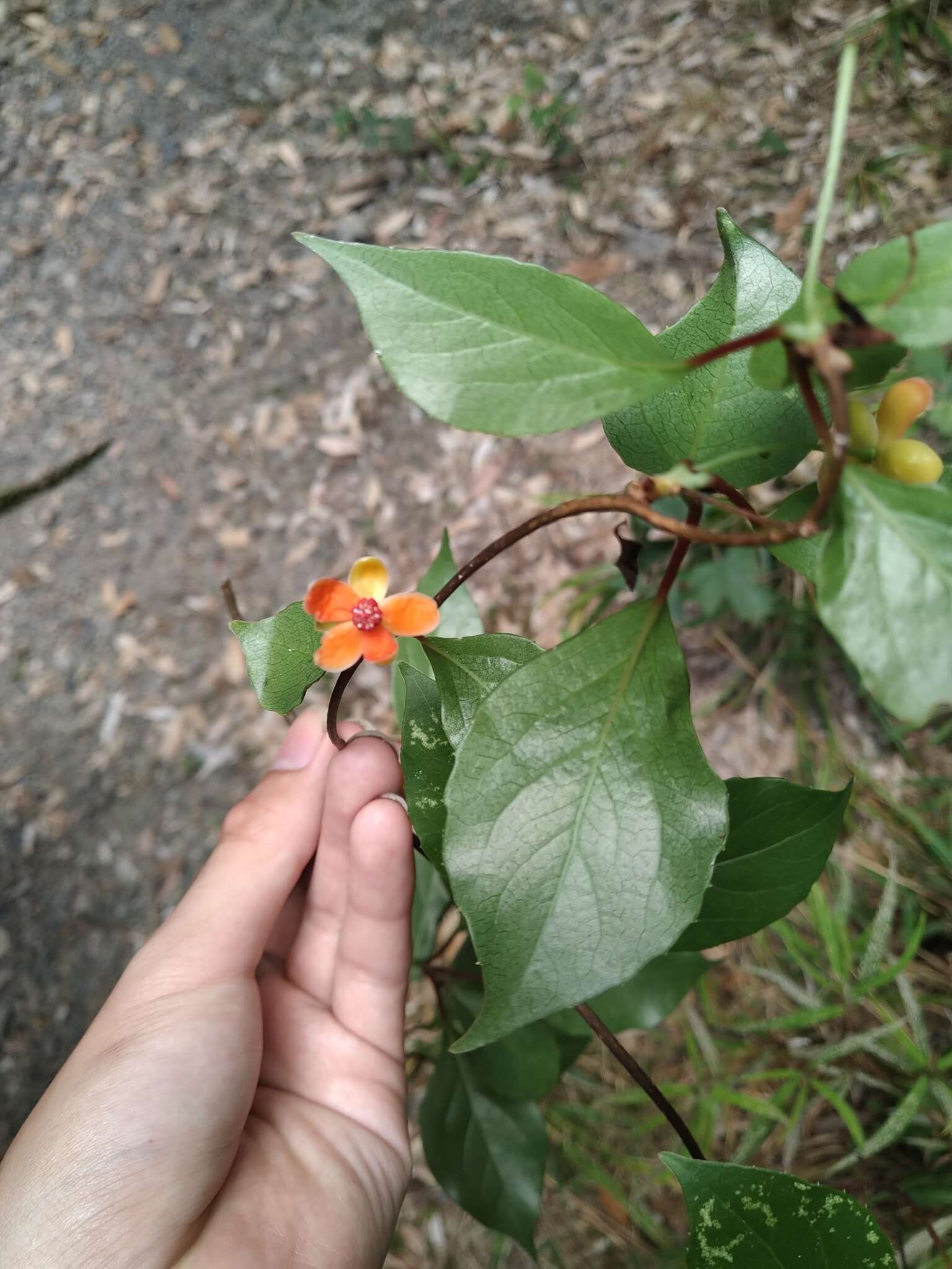 Image of Schisandra arisanensis Hayata