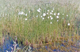 Image of intermediate cottongrass