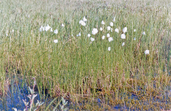 Image of intermediate cottongrass