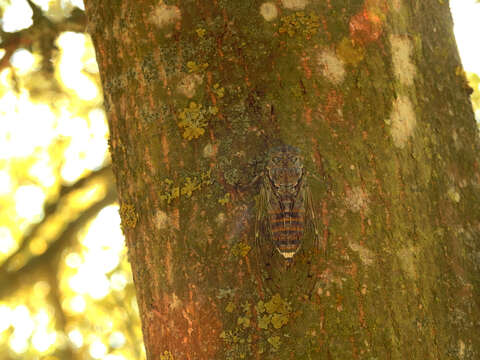 Image of Cicada orni Linnaeus 1758