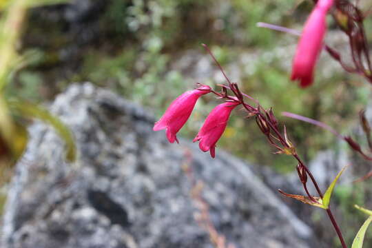 Image of Hartweg's beardtongue