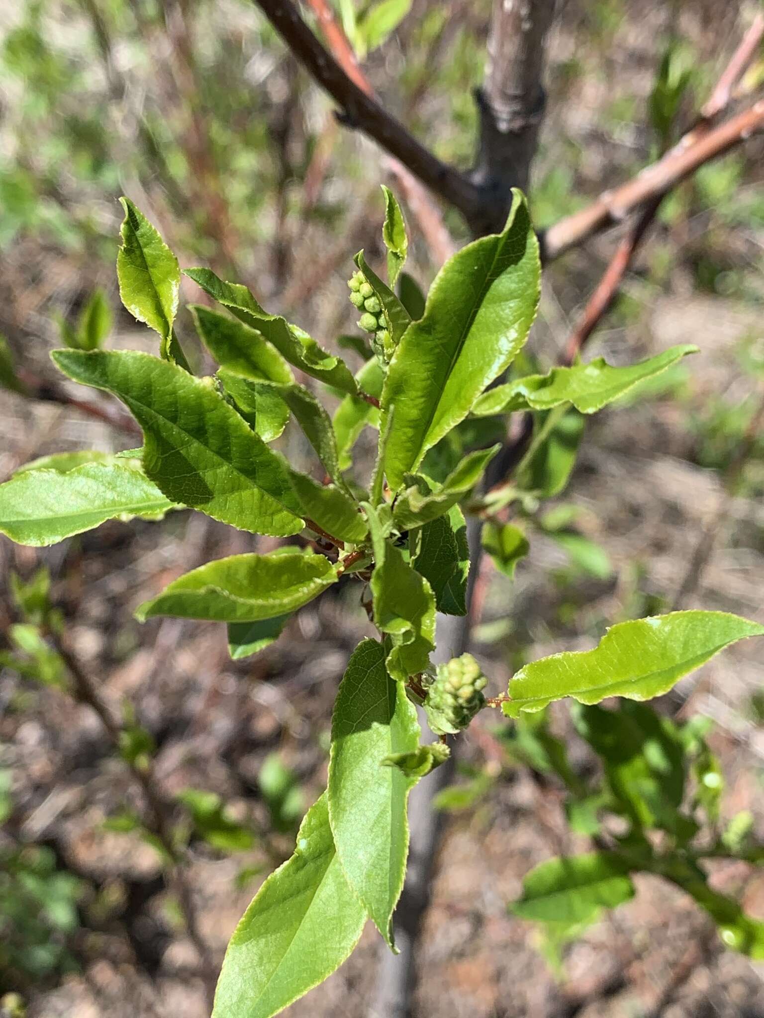 Imagem de Prunus virginiana var. demissa (Nutt.) Torr.