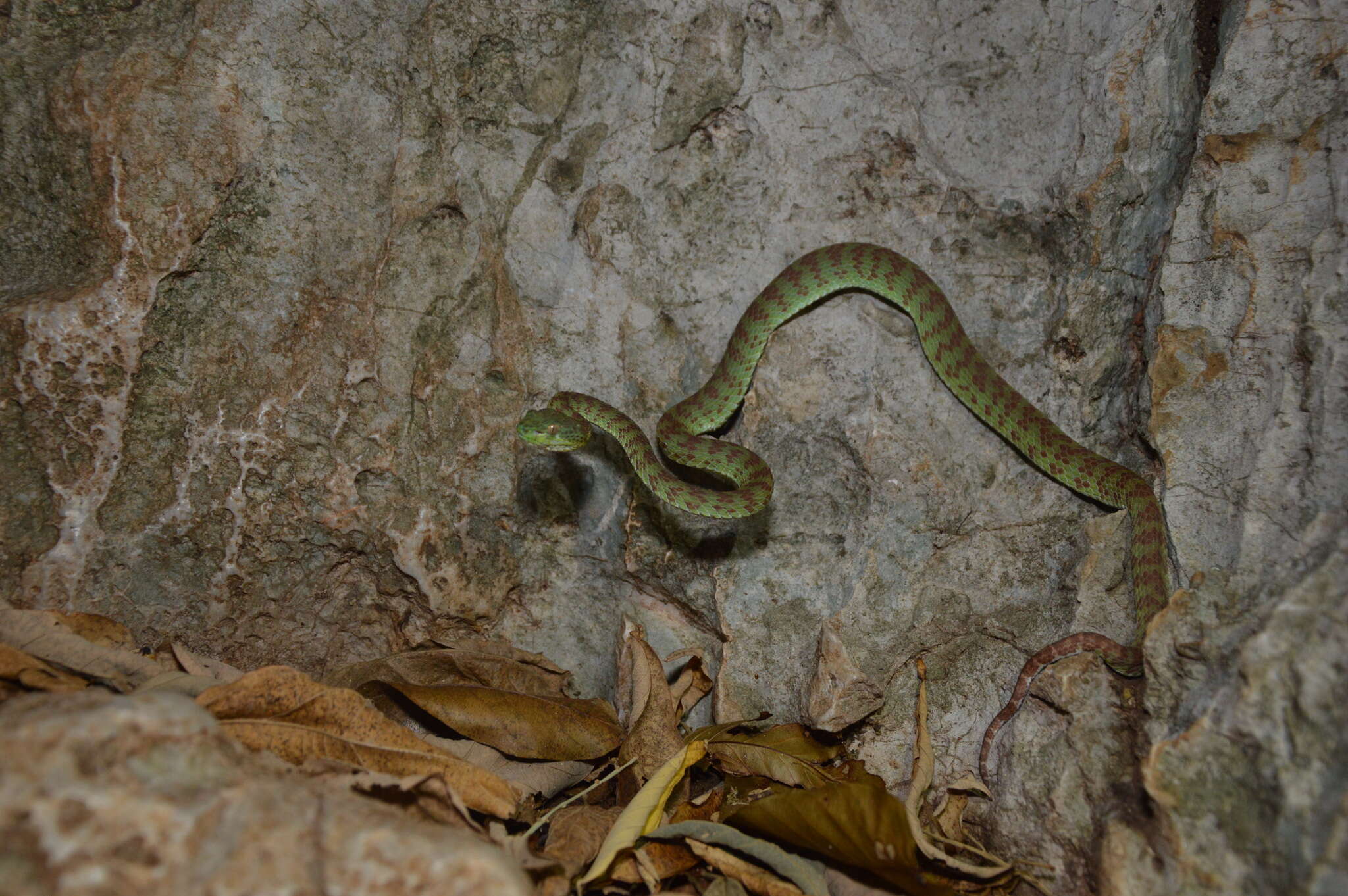 Sivun Trimeresurus kuiburi kuva