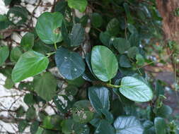 Image of Ficus trichocarpa Bl.