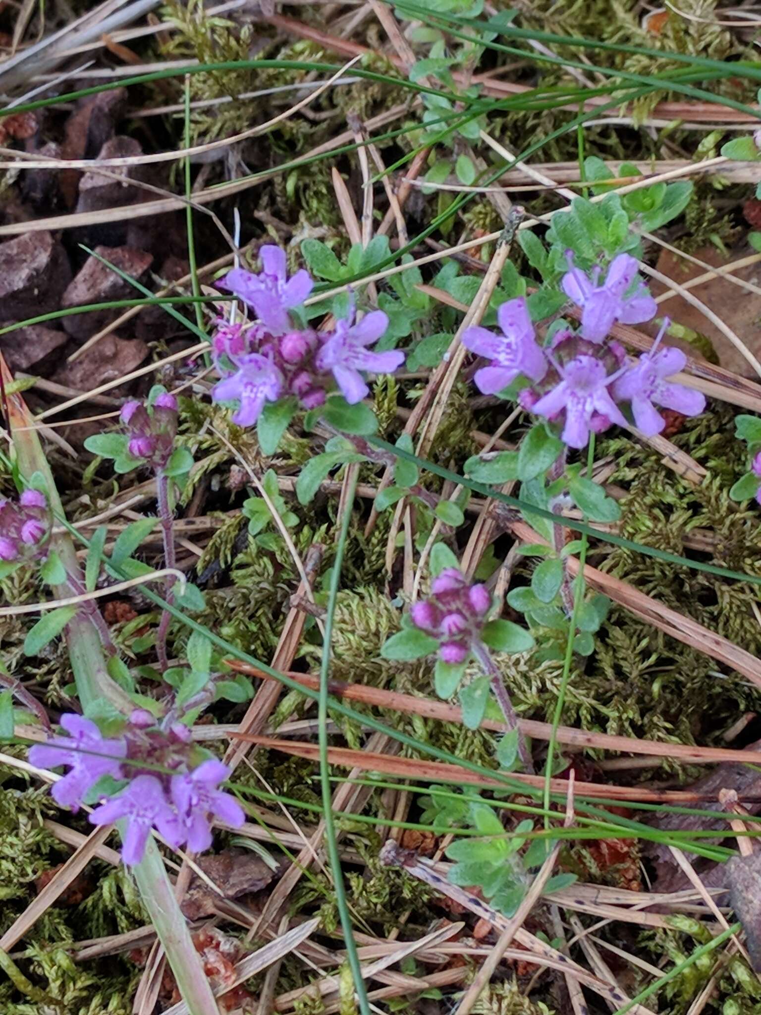 Слика од Thymus serpyllum L.