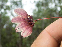 Image of Bulbophyllum lepidum (Blume) J. J. Sm.