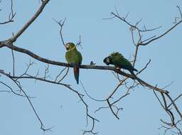 Image of Golden-collared Macaw