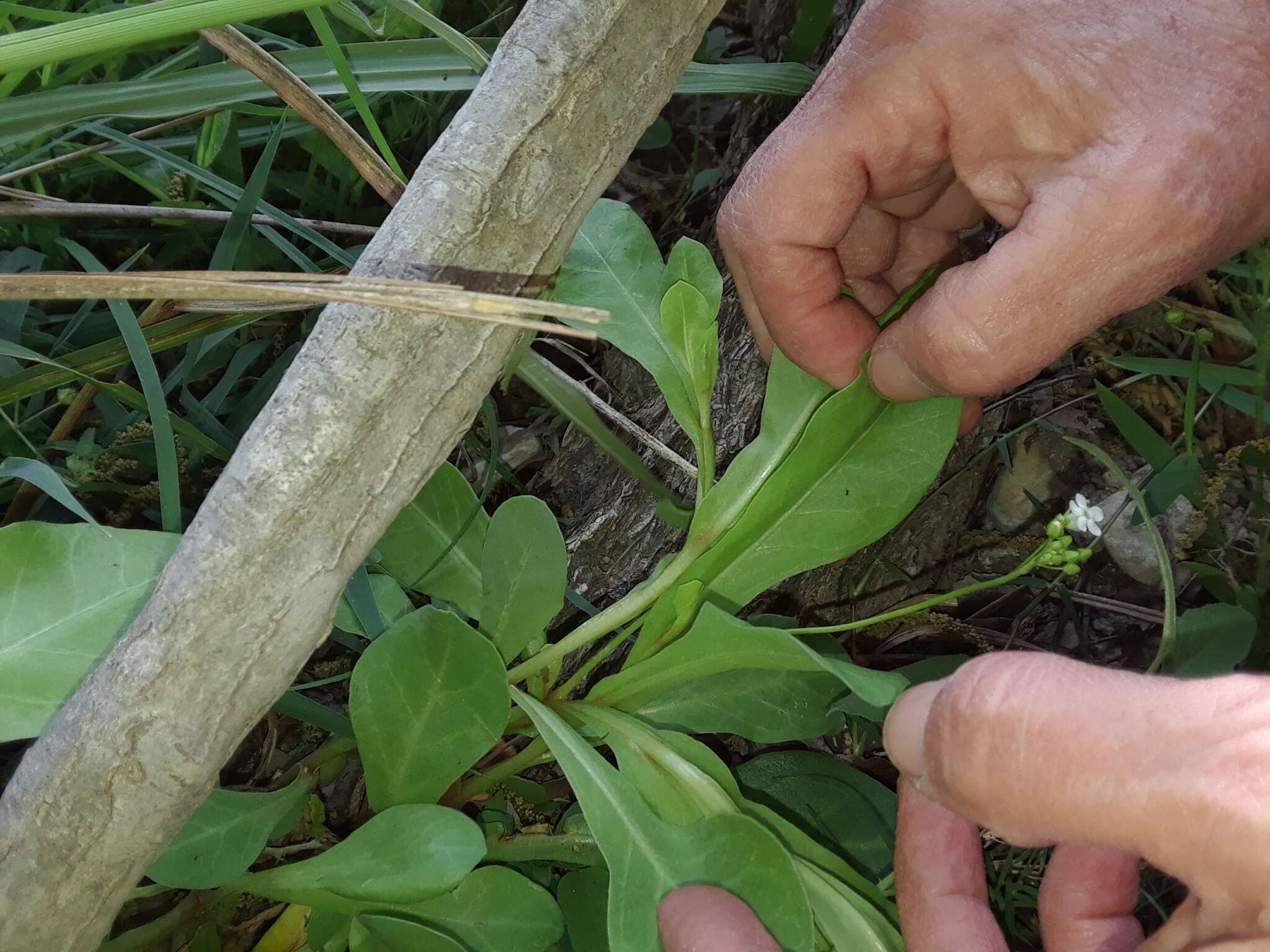 Image of limewater brookweed