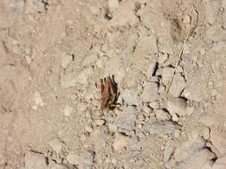 Image of Cascade Timberline Grasshopper