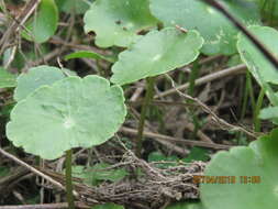 Слика од Hydrocotyle verticillata Thunb.