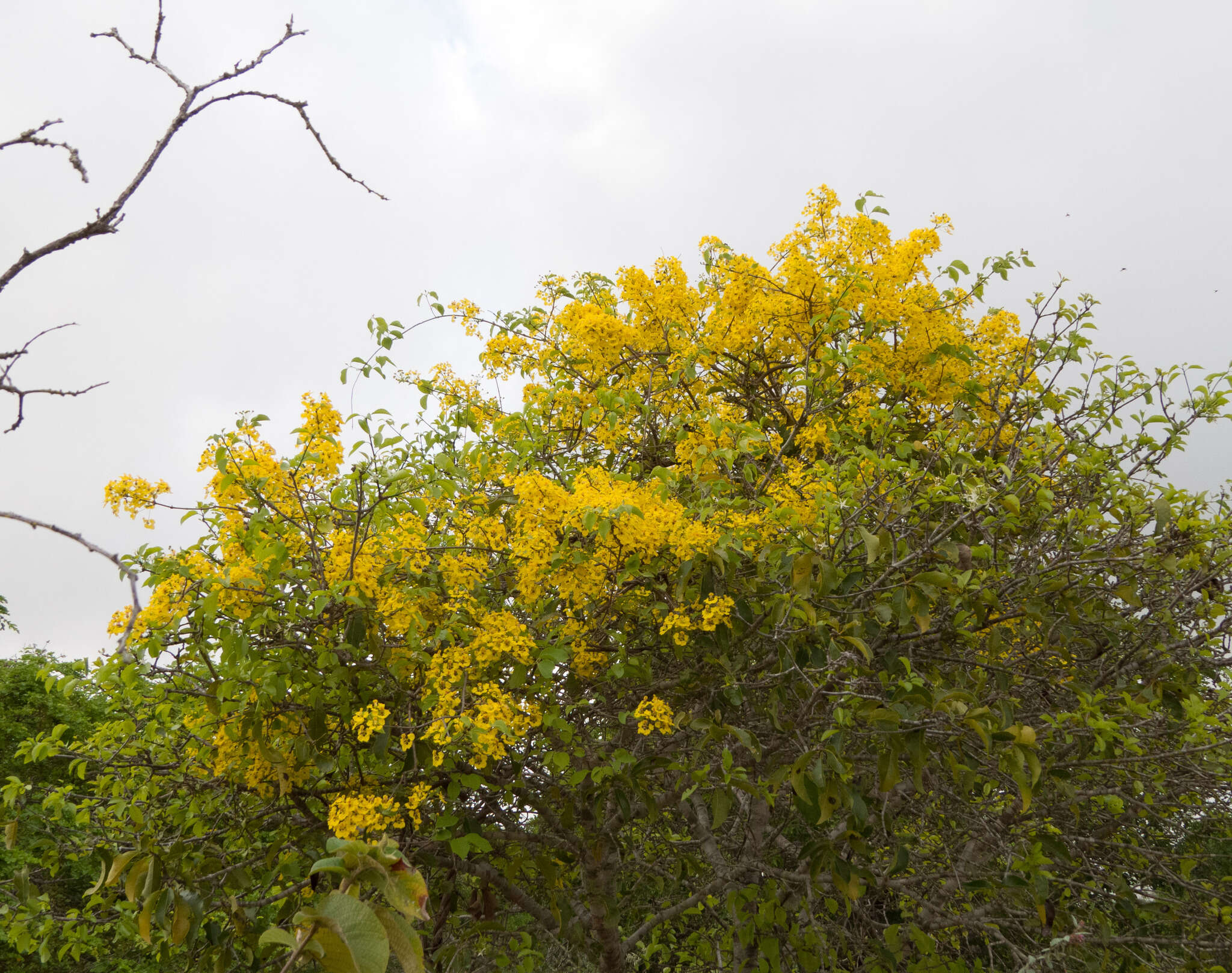 Plancia ëd Diplopterys lutea (Griseb.) W. R. Anderson & C. Davis