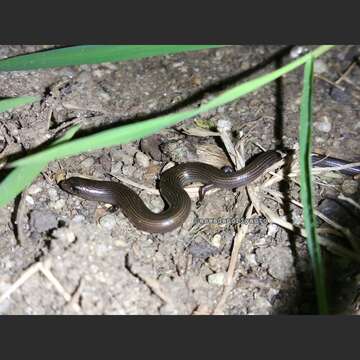 Image of Linnaeus' Writhing Skink