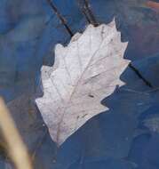 Image of Swamp White Oak