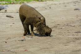 Image of Bearded Pig