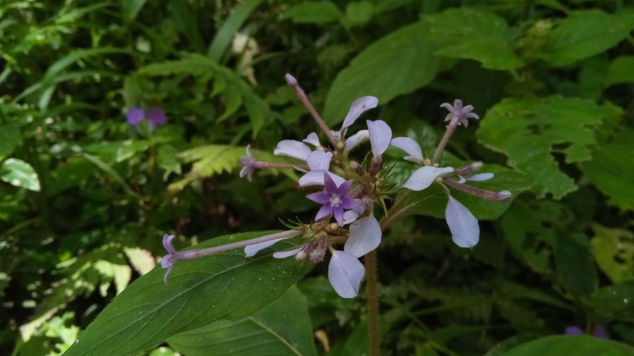 صورة Phyllopentas mussaendoides (Baker) Kårehed & B. Bremer