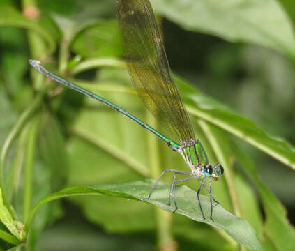 Image of Clear-winged forest glory