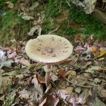 Image de Macrolepiota fuliginosa (Barla) Bon 1977