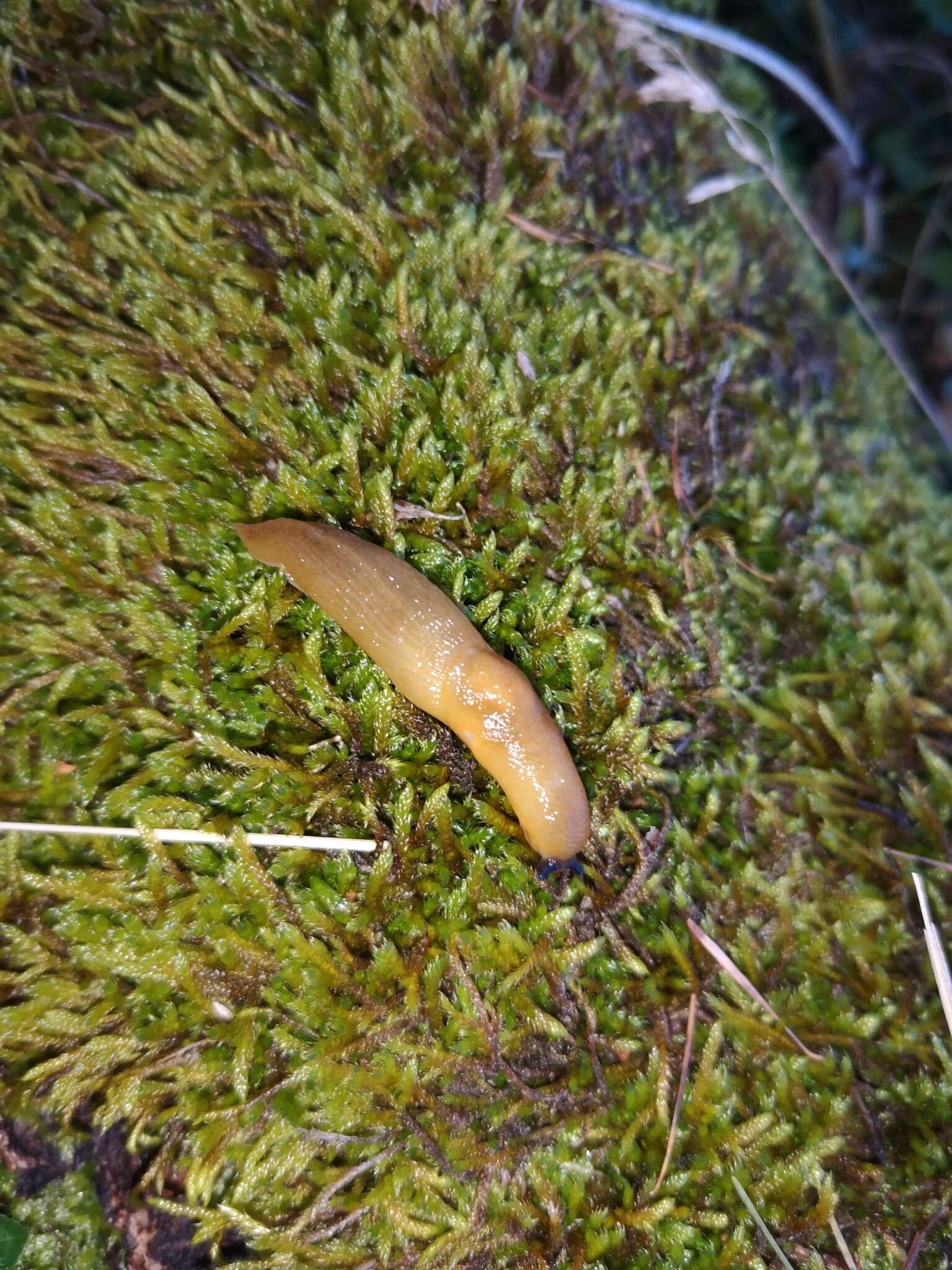 Image of Malacolimax tenellus (O. F. Müller 1774)