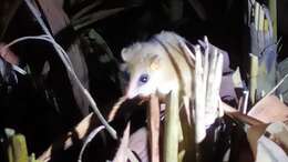 Image of Chacoan Mouse Opossum
