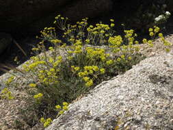 Image of sulphur-flower buckwheat