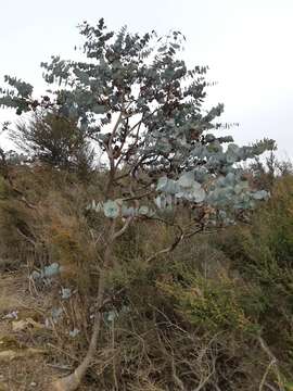 Plancia ëd Eucalyptus perriniana Herb. Perrin ex Maiden