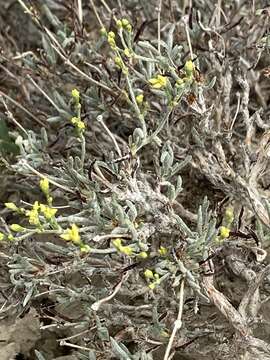 Imagem de Eriogonum contortum Small