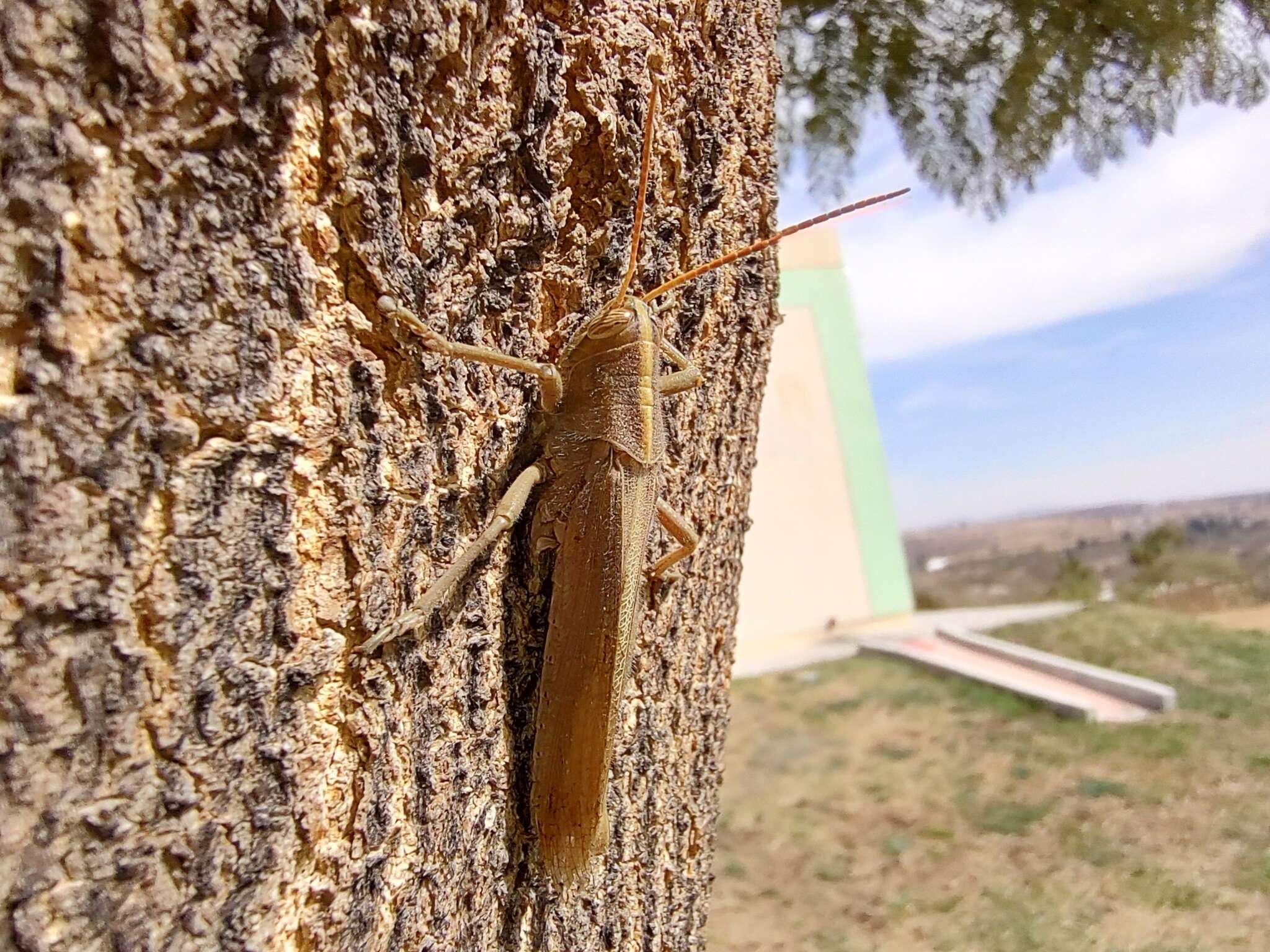 Image of Schistocerca cohni Song & H. 2006