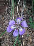 Plancia ëd Iris unguicularis subsp. unguicularis