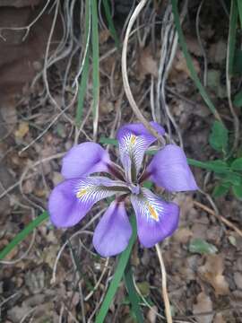 Image of Iris unguicularis subsp. unguicularis