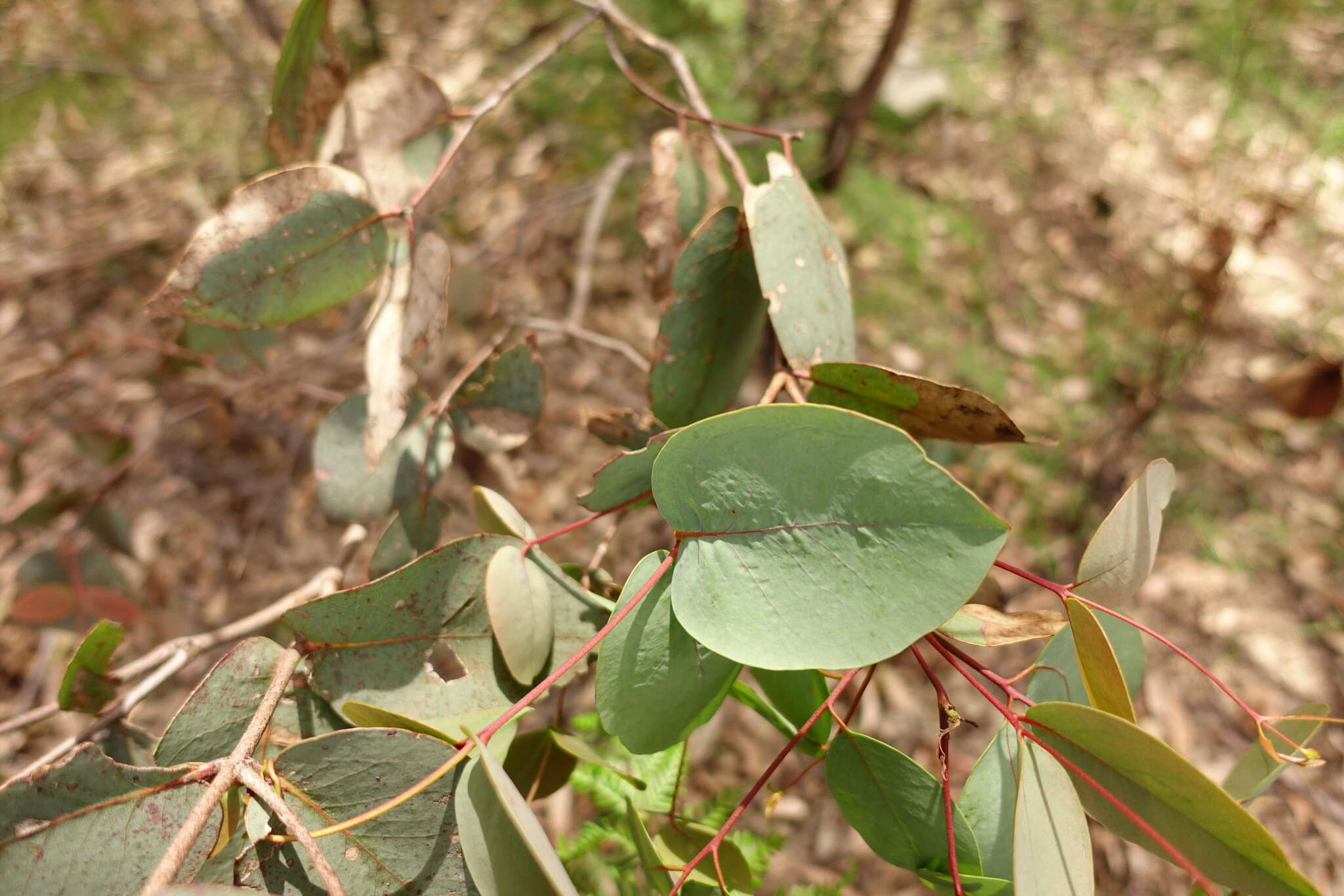 Image of broadleaf peppermint gum