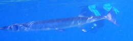 Image of Hound Needlefish