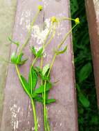 Image of Ranunculus fallax (Wimmer & Grab.) Schur